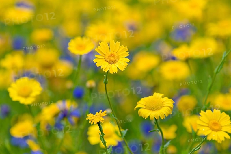 Flowering strips