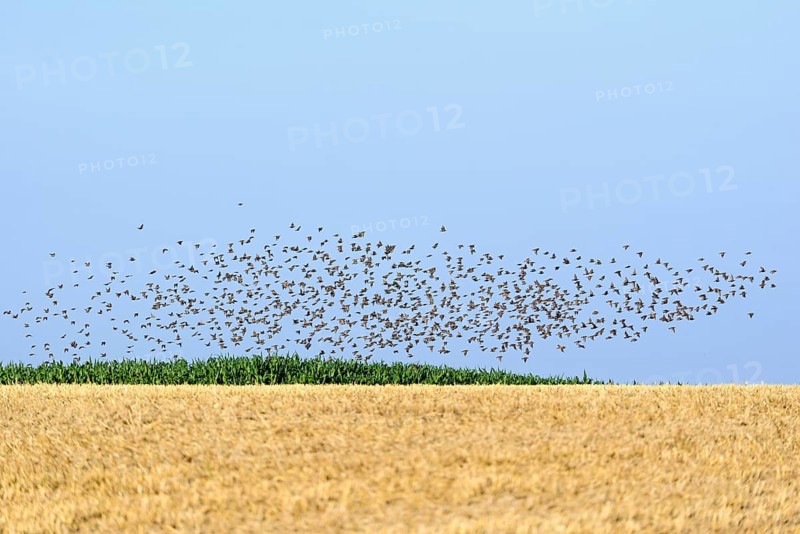 Starlings (Sturnus vulgaris)