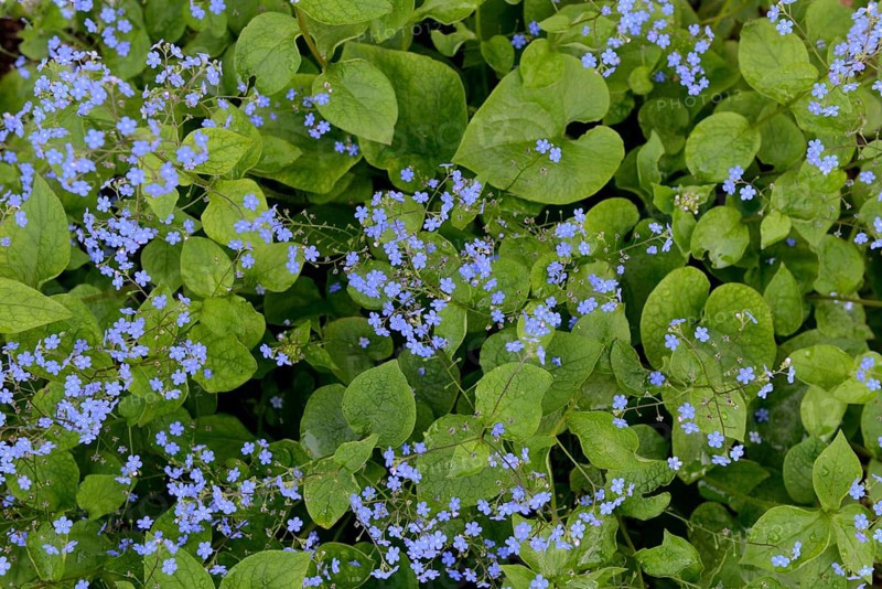 Flowering Caucasian forget-me-not (Brunnera macrophylla)