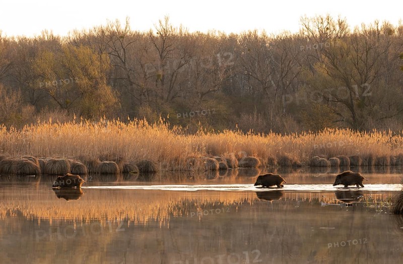 Wild boars (Sus scrofa)