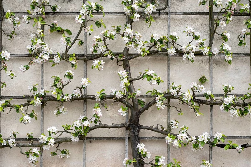 Trellis tree on house wall