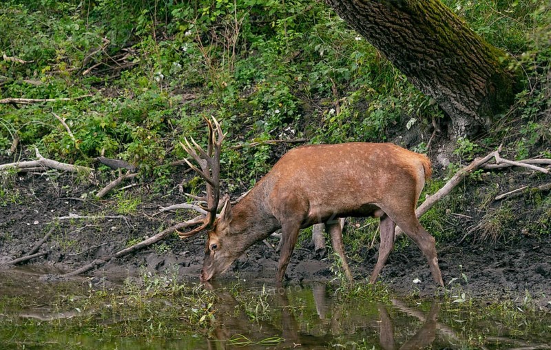 Red deer (Cervus elaphus)