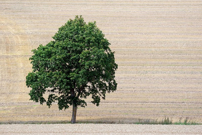 Deciduous tree