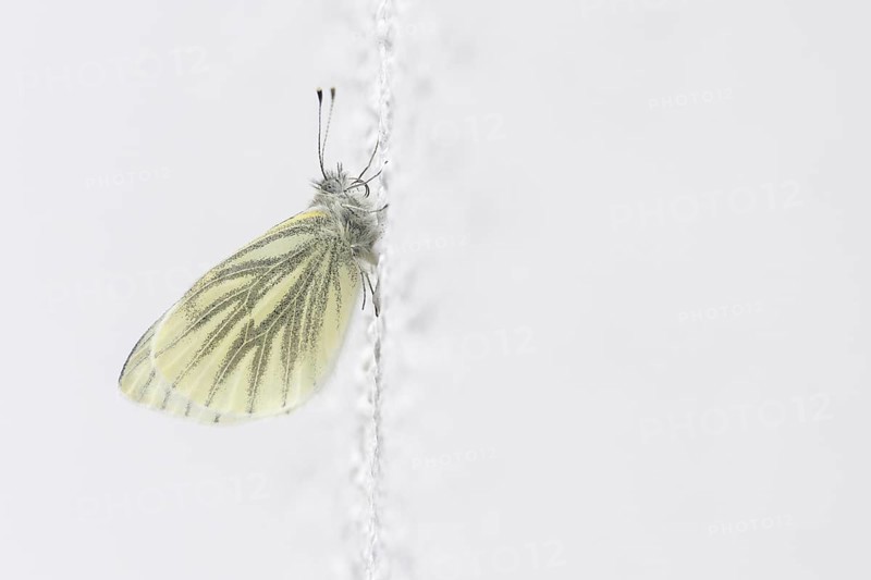 Rape white butterfly
