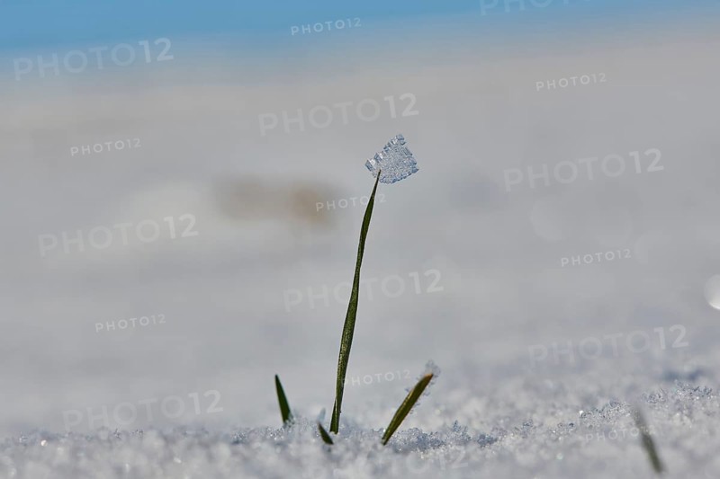 Ice crystals on old plants