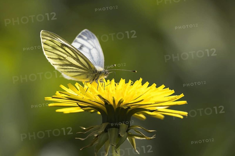 Green-veined white (Pieris napi)