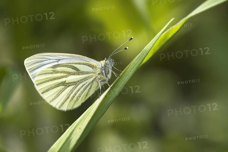 Green-veined white (Pieris napi)