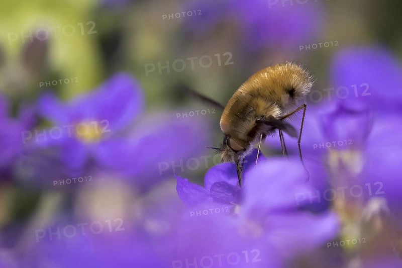 Bee fly (Bombyliidae) sucks nectar on flower