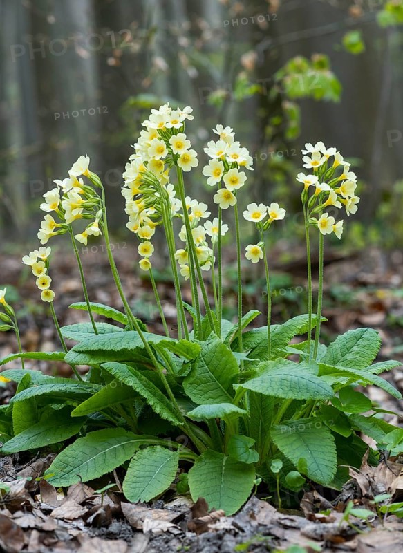 True oxlip (Primula elatior)