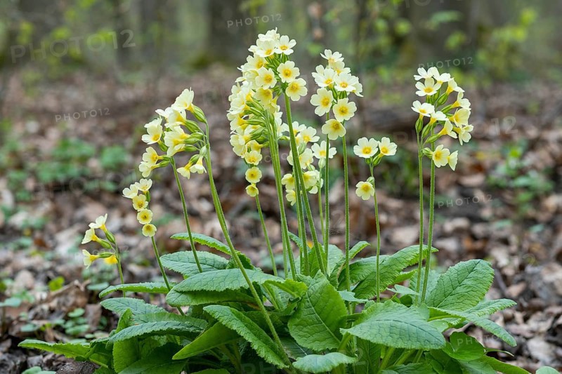 True oxlip (Primula elatior)