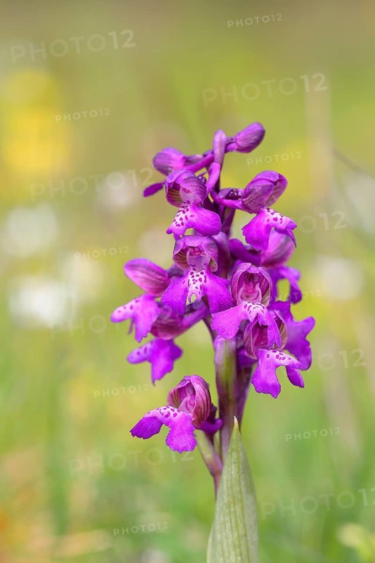 Green-winged orchid (Orchis morio)