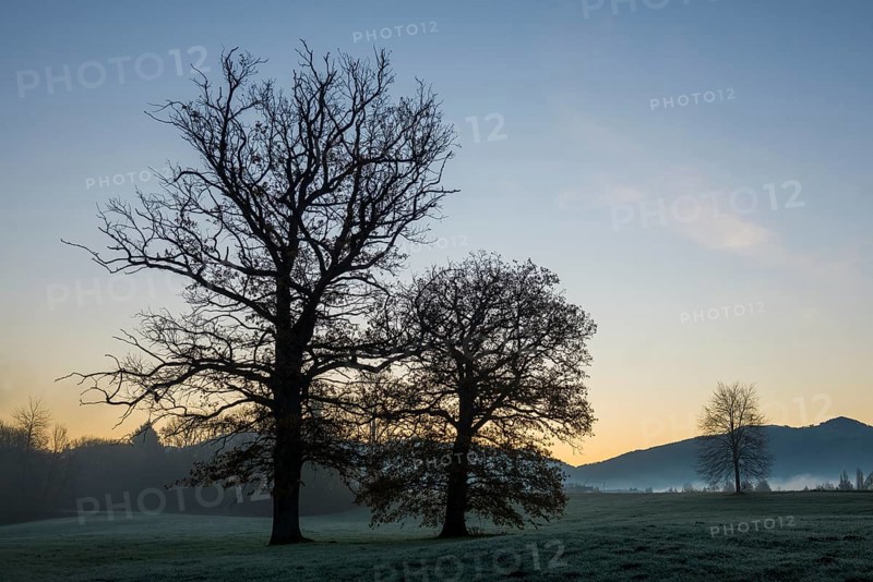 Trees with landscape