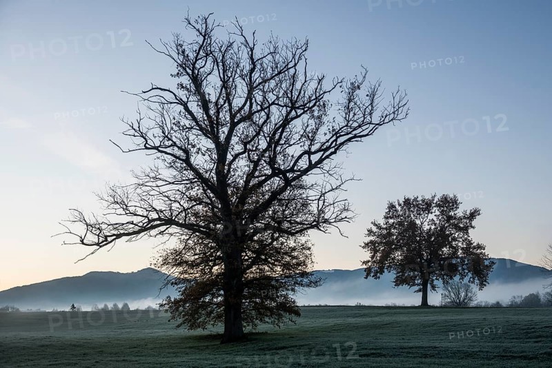 Trees with landscape