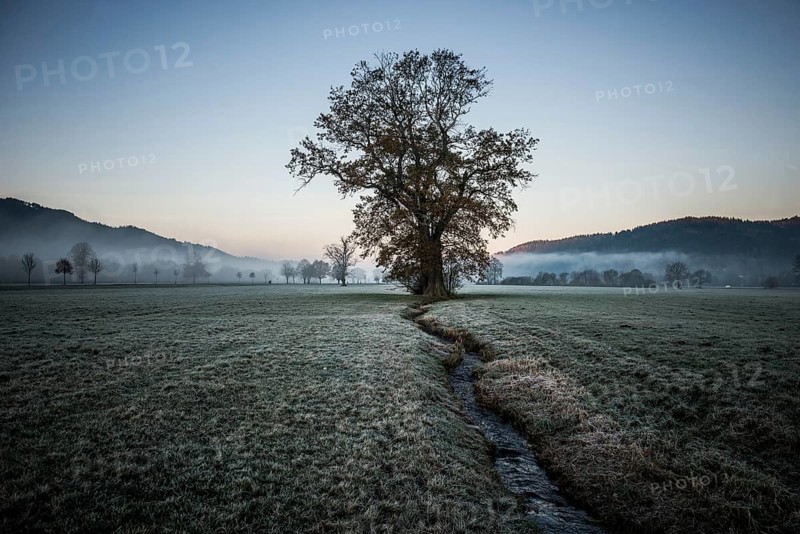 Tree with landscape