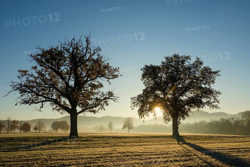 Trees with landscape