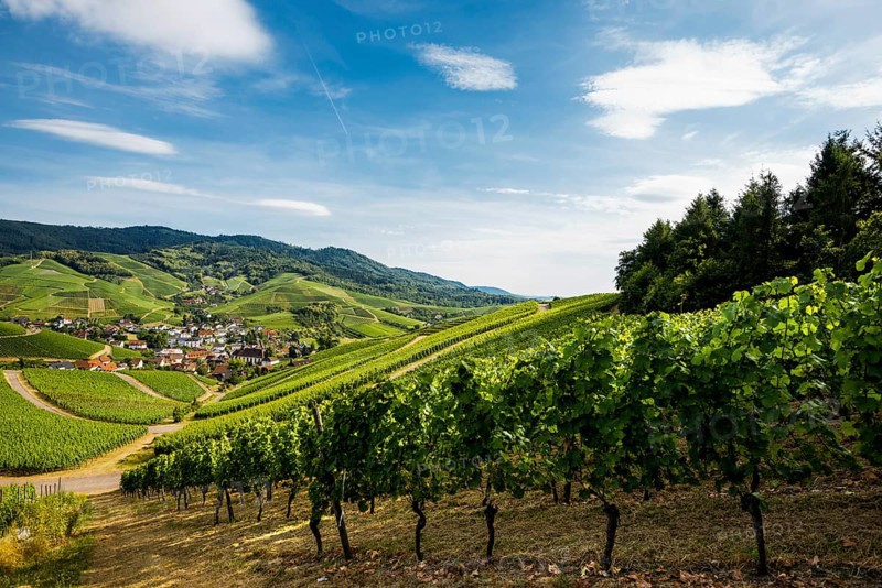 Vineyards near Durbach