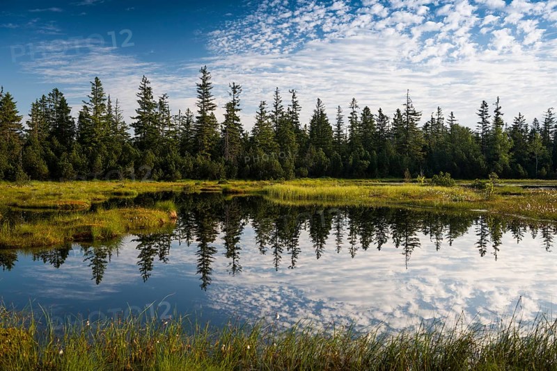 Wildseemoor