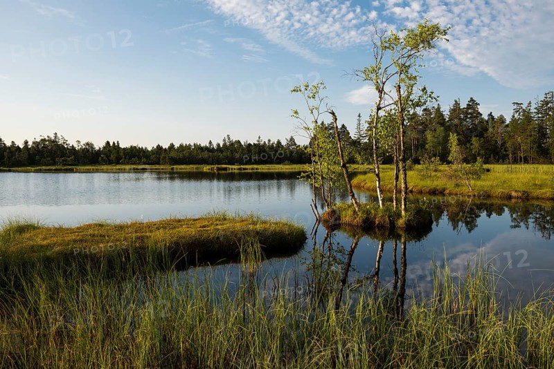 Wildseemoor
