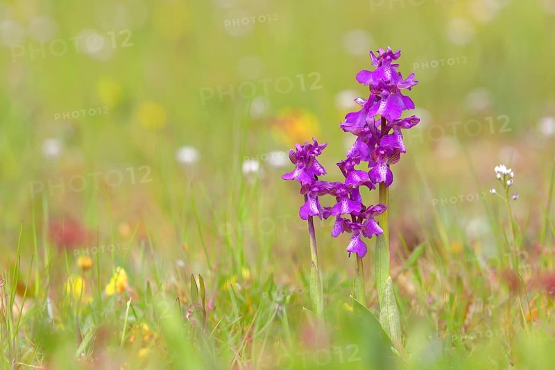 Green-winged orchid (Anacamptis morio) blooms in a meadow