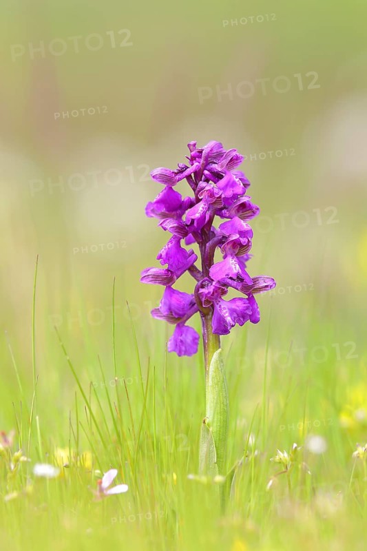 Green-winged orchid (Anacamptis morio) blooms in a meadow