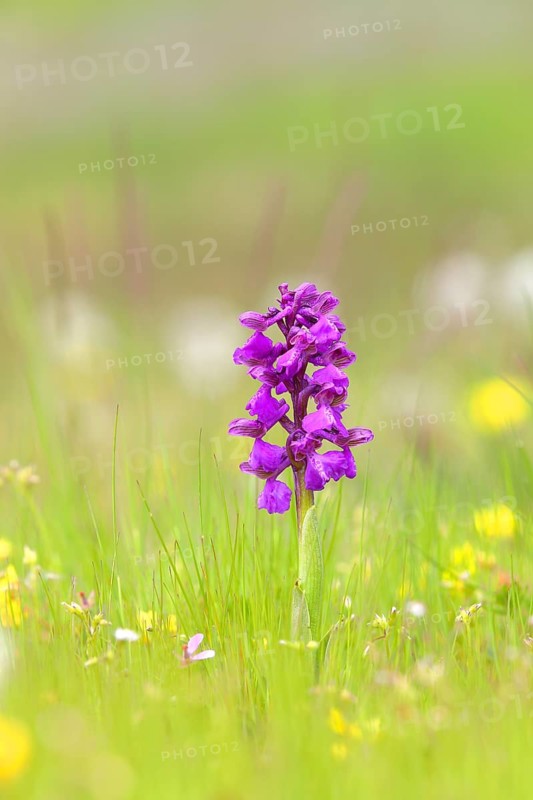 Green-winged orchid (Anacamptis morio) blooms in a meadow