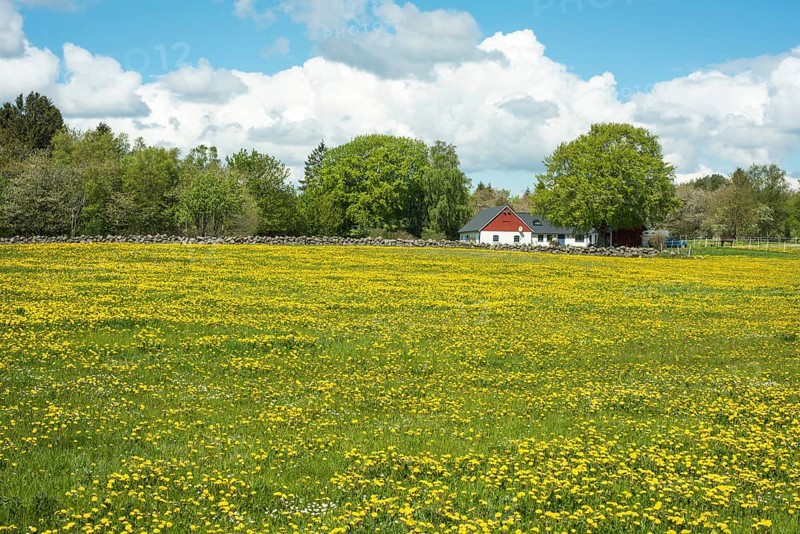 Pasture meadow with dandelion (Taraxacum officinale) flowers in springtime at Kivik