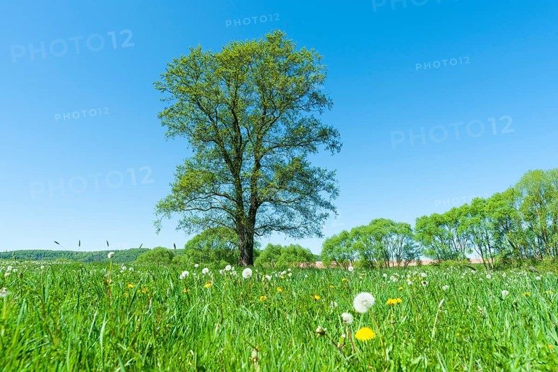 Black alder (Alnus glutinosa)