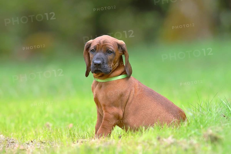 Hannoverscher Schweisshund (Canis lupus familiaris)