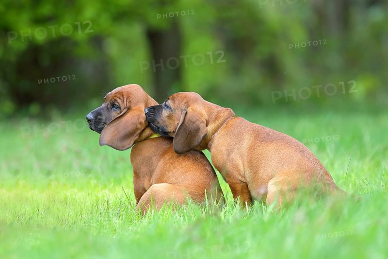 Hannoverscher Schweisshund (Canis lupus familiaris)