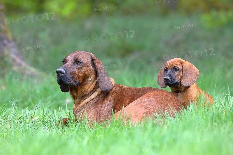 Hannoverscher Schweisshund (Canis lupus familiaris)
