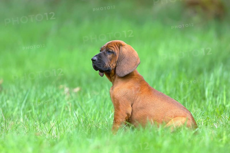 Hannoverscher Schweisshund (Canis lupus familiaris)