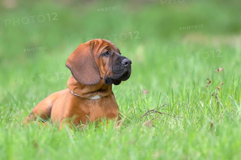 Hannoverscher Schweisshund (Canis lupus familiaris)