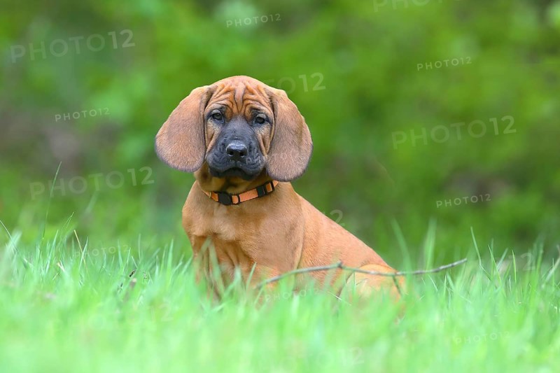 Hannoverscher Schweisshund (Canis lupus familiaris)