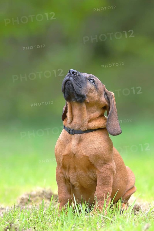 Hannoverscher Schweisshund (Canis lupus familiaris)