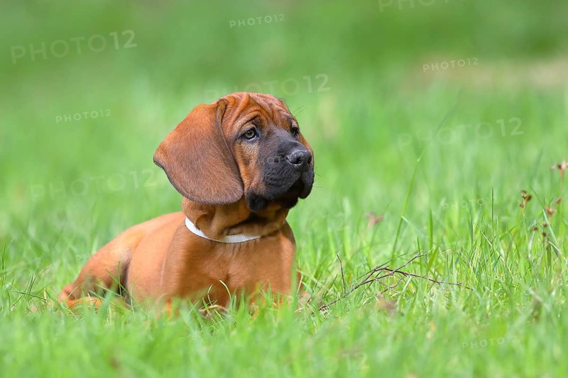 Hannoverscher Schweisshund (Canis lupus familiaris)