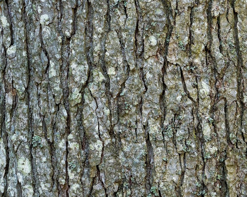 Bark of a fir (Abies alba)