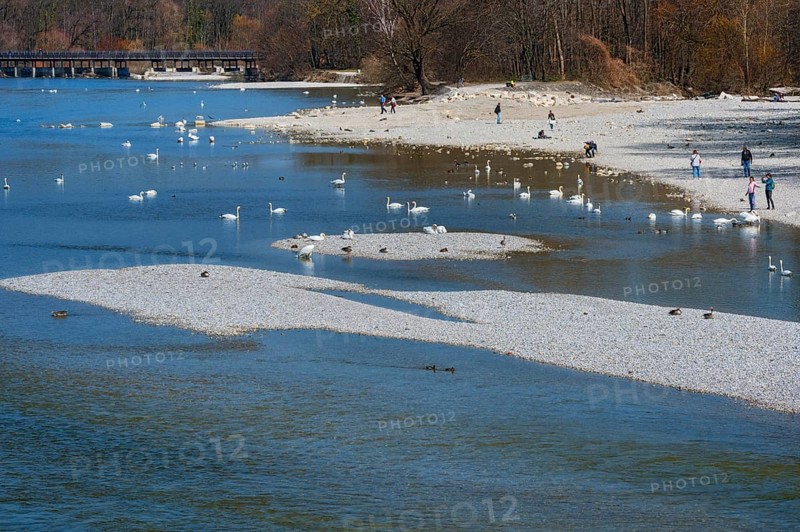 Strollers and swans at the Flauchersteg