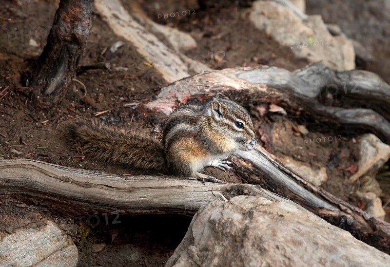 Least chipmunk (Neotamias minimus) sitting on roots and eating