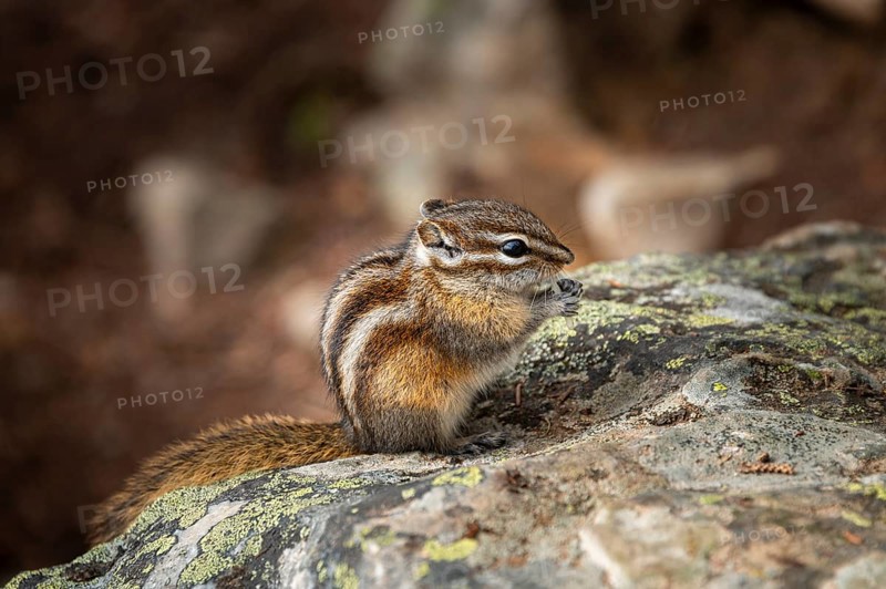 Least chipmunk (Neotamias minimus) sitting on rocks and eating