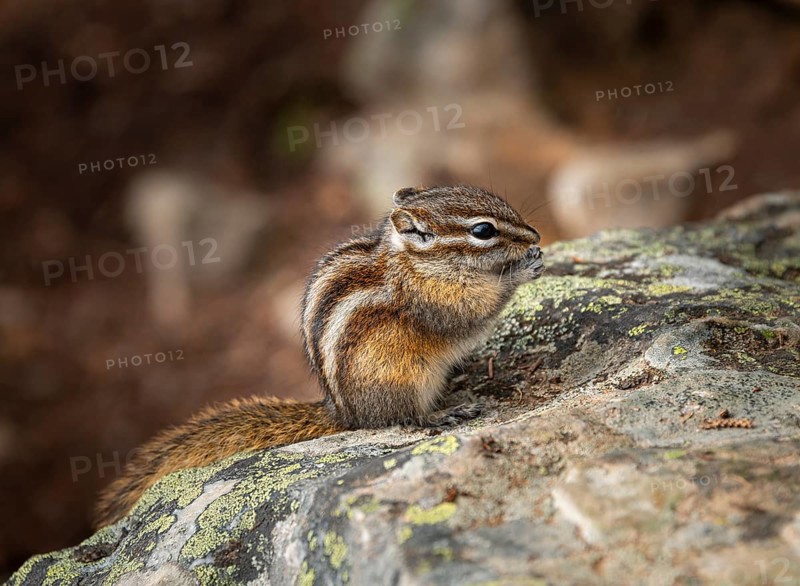 Least chipmunk (Neotamias minimus) sitting on rocks and eating