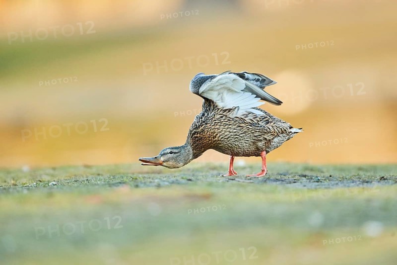 Mallard (Anas platyrhynchos) female on a meadow