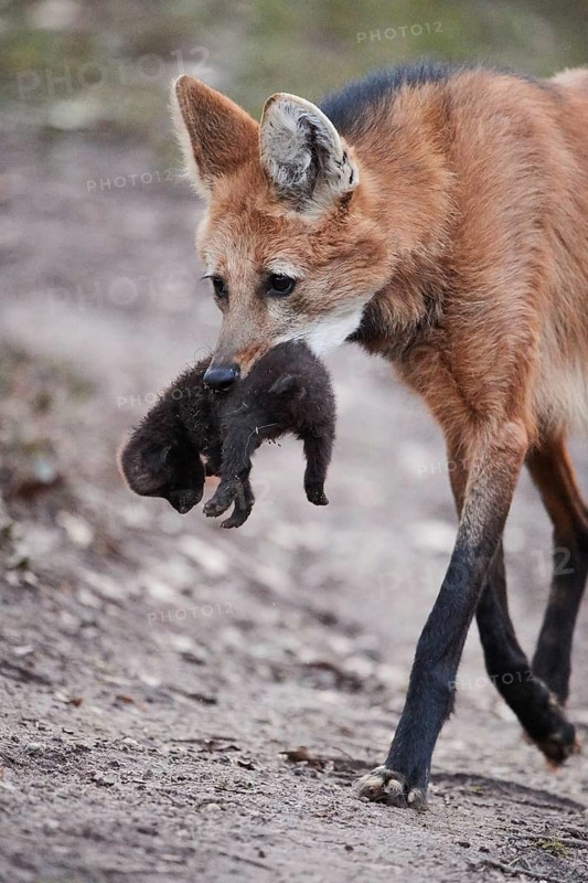 Maned wolf (Chrysocyon brachyurus) carrying a cub in mouth