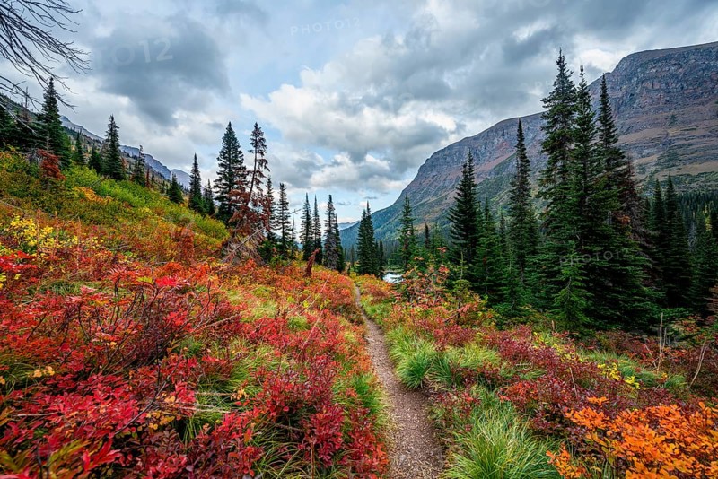 Hiking trail through bushes in autumn colors