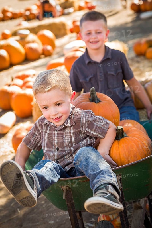 Two little boys playing in wheelbarrow at the pumpkin patch in a rustic country setting