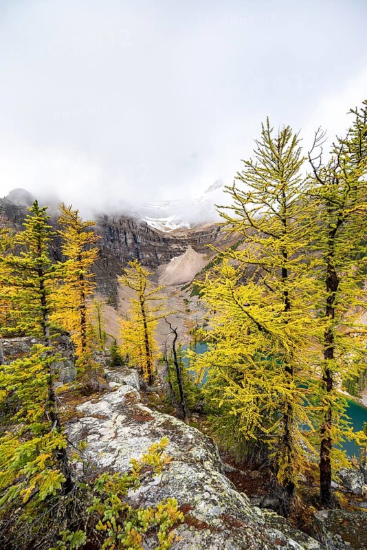 Yellow larches at the summit of The Beehive