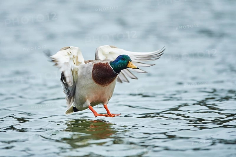 Mallard (Anas platyrhynchos) male on a lake