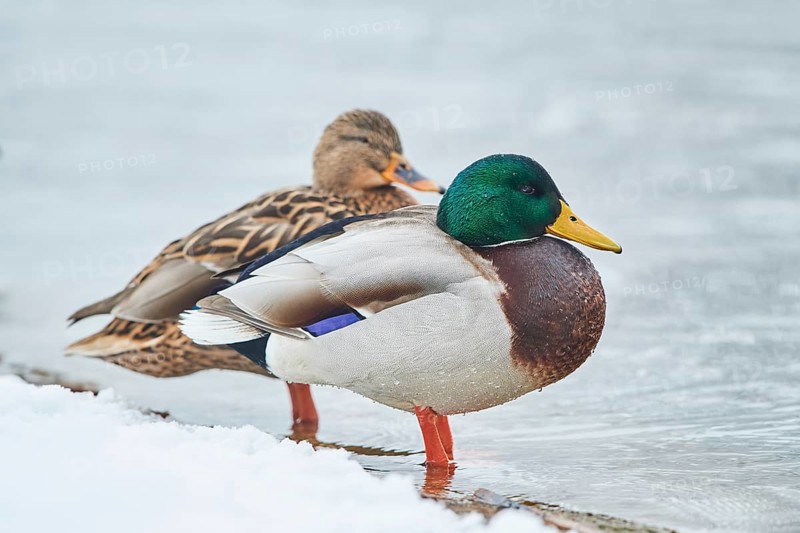 Mallard (Anas platyrhynchos) couple on the shore in the snow
