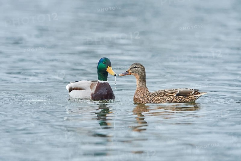 Mallard (Anas platyrhynchos) couple swimming on a lake