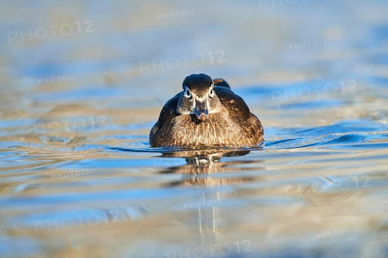 Carolina duck (Aix sponsa) female swimming in a lake