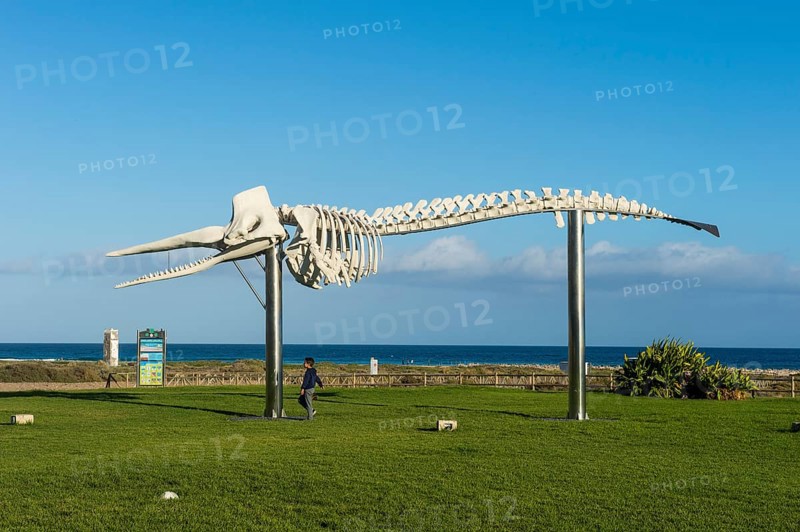 Humpback whale skeleton in Morro Jable